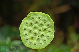蓮蓬可以多吃嗎？蓮子吃多了會(huì)怎樣？
