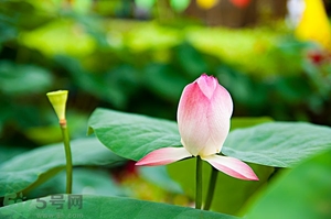 蓮蓬可以多吃嗎？蓮子吃多了會(huì)怎樣？