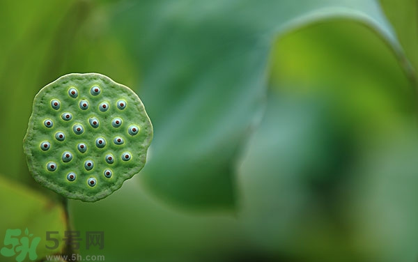 蓮子芯泡茶有什么功效？蓮子心的功效與作用
