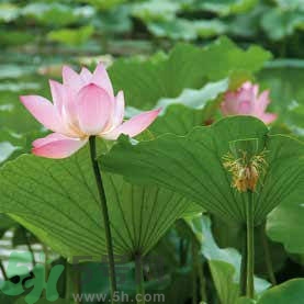 蓮子的功效與作用 蓮子怎么吃最有營養(yǎng) 蓮子的功效與作用 蓮子怎么吃最有營養(yǎng)