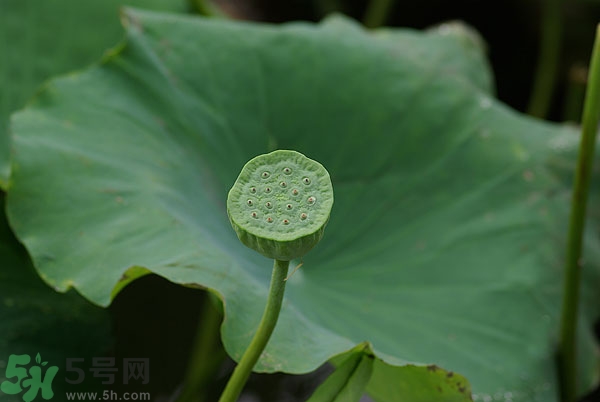蓮子芯泡茶有什么功效？蓮子心的功效與作用