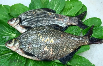 隔夜的魚(yú)能吃嗎?隔夜的魚(yú)可以吃嗎? 隔夜的魚(yú)能吃嗎?隔夜的魚(yú)可以吃嗎?