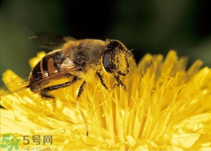 蜂蜜放久了有酒味是怎么回事？蜂蜜有酒味還能喝嗎？