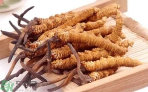 冬蟲(chóng)夏草是怎么形成的？冬蟲(chóng)夏草是蟲(chóng)子嗎？