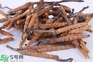 冬蟲(chóng)夏草是怎么形成的？冬蟲(chóng)夏草是蟲(chóng)子嗎？