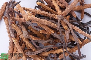 冬蟲(chóng)夏草是怎么形成的？冬蟲(chóng)夏草是蟲(chóng)子嗎？