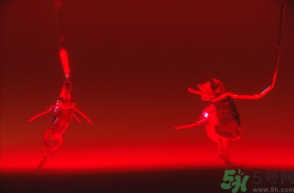 家里有跳蚤怎么快速去除？屋里有跳蚤怎么消滅掉？