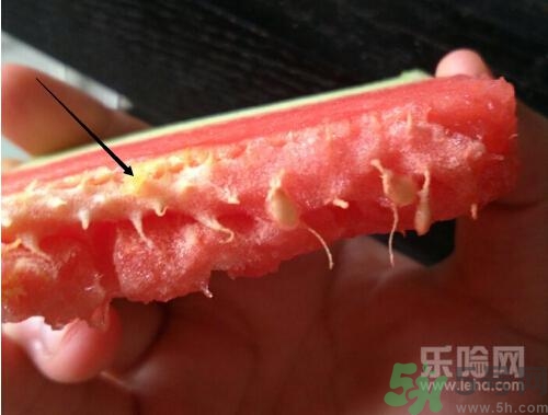 如何辨別催熟的西瓜？催熟的西瓜是什么樣的？