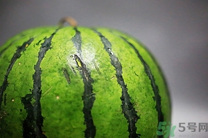 如何辨別催熟的西瓜？催熟的西瓜是什么樣的？
