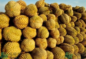 榴蓮能放冰箱嗎？榴蓮放在冰箱能保存幾天？