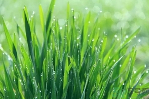 喝麥苗汁有什么好處?麥苗汁的功效與作用 喝麥苗汁有什么好處?麥苗汁的功效與作用