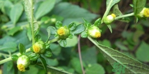 鹿活草真的有嗎？鹿活草貴嗎鹿活草哪里有？