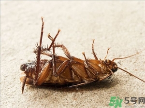 家里有蟑螂怎么辦能除根嗎？家里有蟑螂怎樣能徹底消滅？