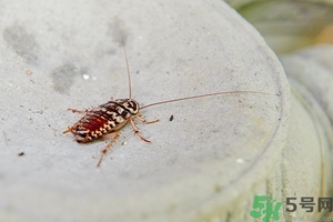 家里有蟑螂怎么辦能除根嗎？家里有蟑螂怎樣能徹底消滅？