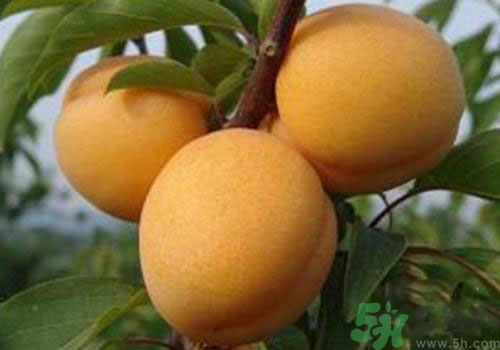 杏子上有黑點(diǎn)是怎么回事？杏子上有斑點(diǎn)可以吃嗎？