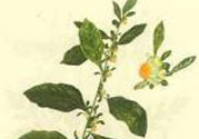 鹿活草多少錢？鹿活草有什么用？