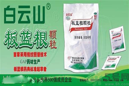 感冒了吃板藍(lán)根有效嗎？感冒了吃板藍(lán)根有用嗎？