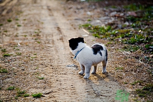 狗可以吃夏威夷果嗎？小狗吃夏威夷果會怎樣？