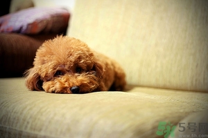 狗可以吃夏威夷果嗎？小狗吃夏威夷果會怎樣？