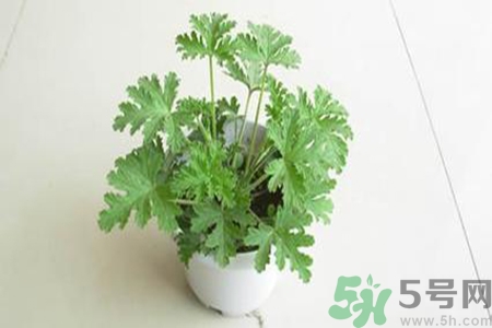 驅蚊草孕婦可以聞嗎？驅蚊草對孕婦有害嗎？