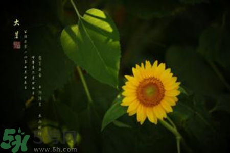 大暑吃什么水果？大暑吃什么水果養(yǎng)生？