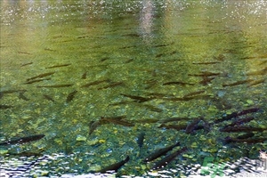 洪水里的魚能吃嗎？洪水里的魚可不可以吃？