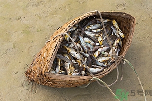 洪水里的魚能吃嗎？洪水里的魚可不可以吃？