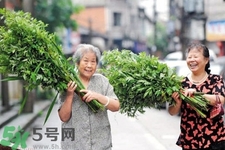 夏天可以用艾草驅(qū)蚊嗎？夏天可不可以用艾草驅(qū)蚊？