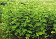 夏天可以用艾草驅(qū)蚊嗎？夏天可不可以用艾草驅(qū)蚊？