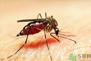 蚊子叮的癢怎么辦？蚊子叮的大包怎么辦？