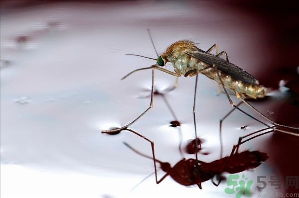 蚊子叮的癢怎么辦？蚊子叮的大包怎么辦？