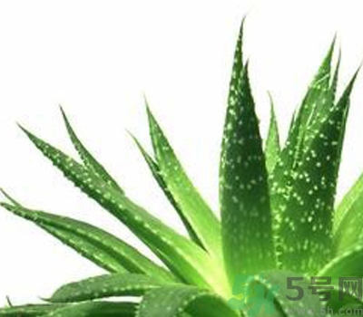 蘆薈膠會(huì)堵塞毛孔嗎？蘆薈膠應(yīng)該怎么用？