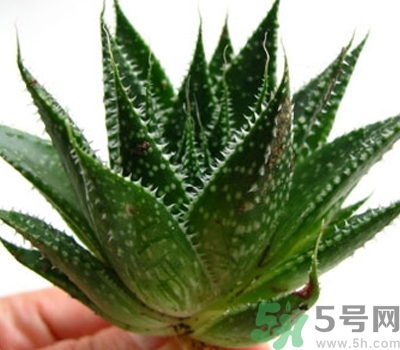 蘆薈膠會堵塞毛孔嗎？蘆薈膠應該怎么用？