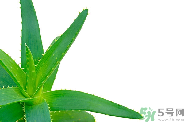 蘆薈能去斑嗎？蘆薈膠會(huì)使皮膚變黑嗎？