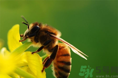 被蜜蜂蟄了怎么辦？被蜜蜂蟄了如何處理？