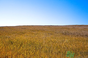 立秋為什么要吃西瓜？立秋吃羊肉好嗎？