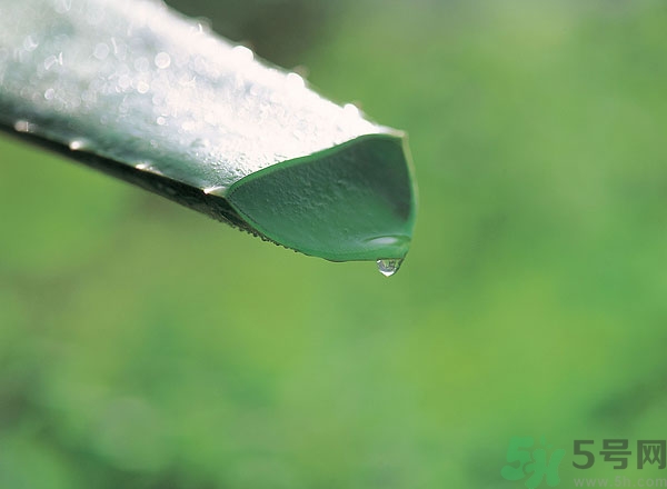 蘆薈能治痱子嗎？長痱子用什么藥？