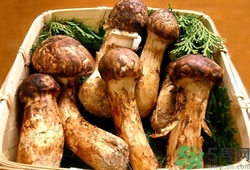 松茸可以生吃嗎?松茸生吃的方法 松茸可以生吃嗎?松茸生吃的方法