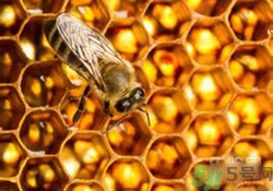 蜂膠有激素嗎？蜂膠吃多了會怎樣？