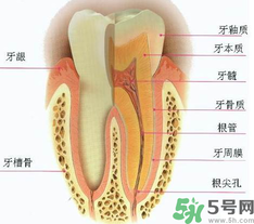 牙齒根管治療多少錢？根管治療一顆要多少錢？