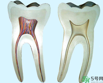 牙齒根管治療多少錢？根管治療一顆要多少錢？