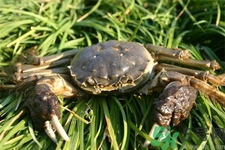 新鮮螃蟹該如何保存？熟螃蟹怎么存放？