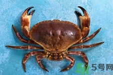 新鮮螃蟹該如何保存？熟螃蟹怎么存放？