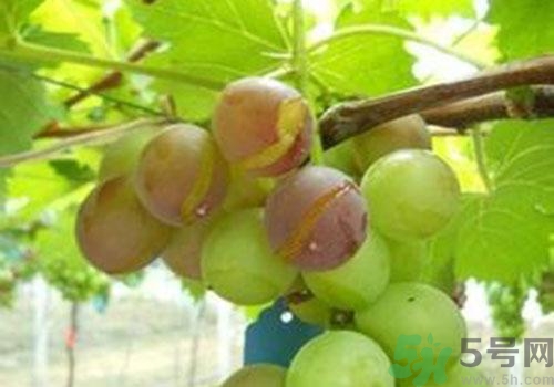 葡萄裂開(kāi)了是怎么回事？葡萄裂開(kāi)了能吃嗎？