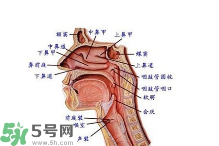 慢性咽炎的發(fā)病因素？慢性咽炎的并發(fā)癥有哪些？