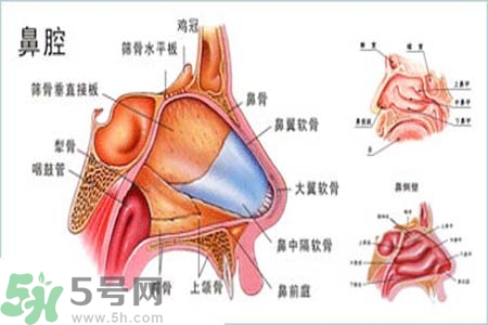 鼻竇炎的護(hù)理措施？鼻竇炎的飲食護(hù)理？