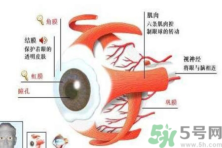 白內(nèi)障的護(hù)理措施是什么？白內(nèi)障的飲食護(hù)理有哪些？