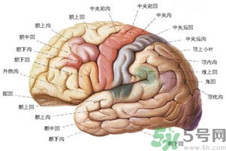腦出血的治療方法是什么？腦出血可以用哪些藥物治療？