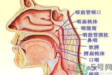 鼻咽癌的日常措施是什么？鼻咽癌注意的飲食有哪些？