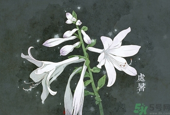 處暑出生的人怎么取名？處暑出生的人的命運(yùn)？